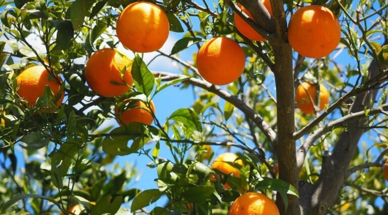 6 Summertime Fruit Trees That Bring Sunshine to Your Garden