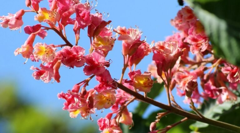 5 best flowering trees for front yard