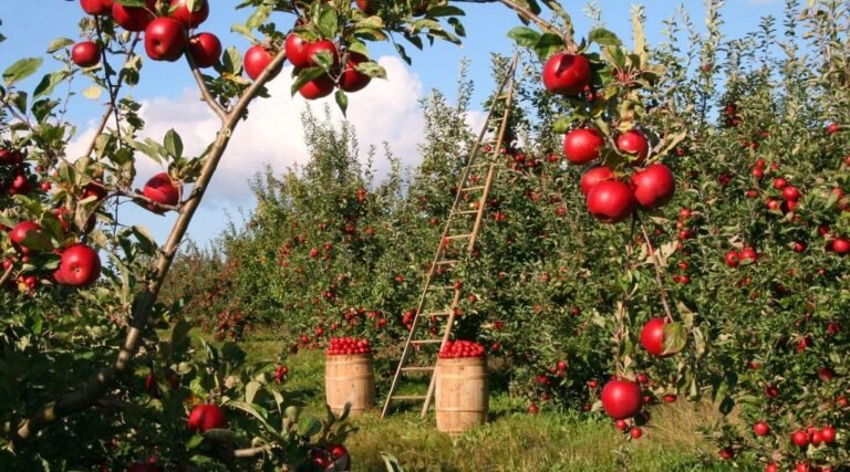 Agroforestry: Sustainable Farming Practices