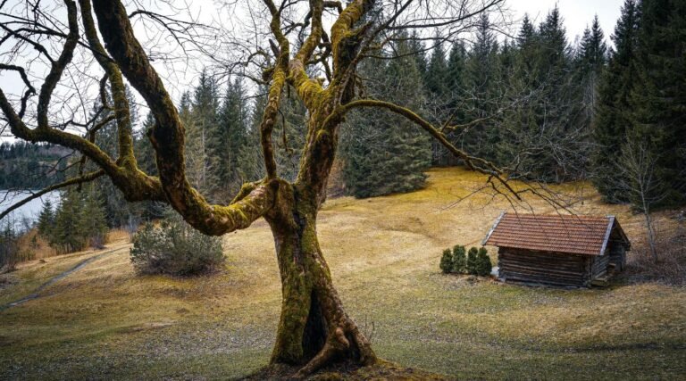 Preserving Old-Growth Forests: Why Ancient Trees Matter