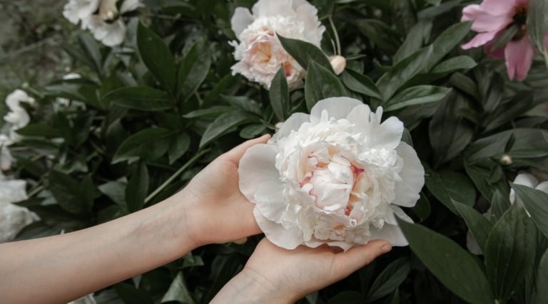 Growing Peonies