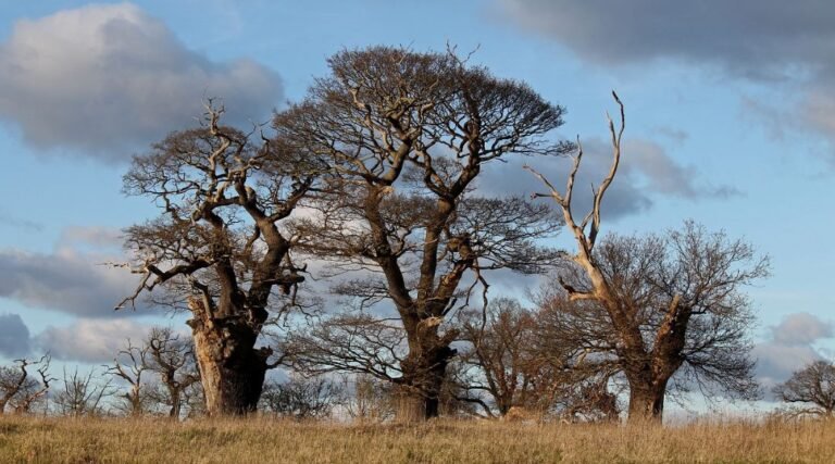 Ancient Trees: Guardians of Biodiversity and Living History