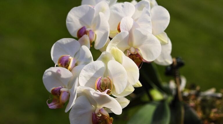 A Comprehensive Guide to Growing Orchids flower at home