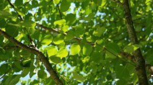 Katsura tree in spring with fresh green leaves.