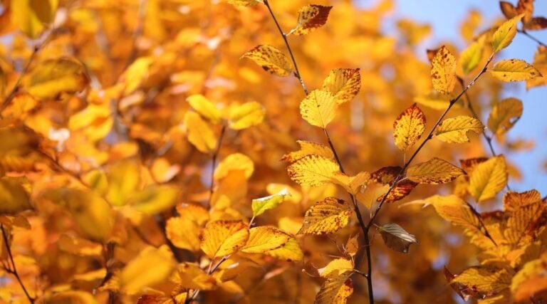 Japanese Zelkova leaves turning vibrant autumn colors