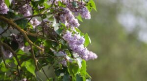 Japanese lilac tree in early spring.