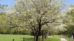 The Dogwood Tree in various stages of bloom, highlighting its vibrant flowers and colorful autumn leaves.