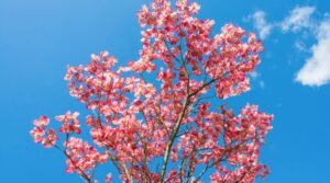 Red Dogwood Tree in full bloom, showcasing its vibrant spring flowers and autumn foliage.