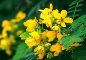 A Biography of Cassia Fistula