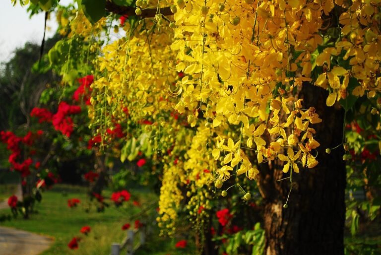 Flowers. Cassia Fistula