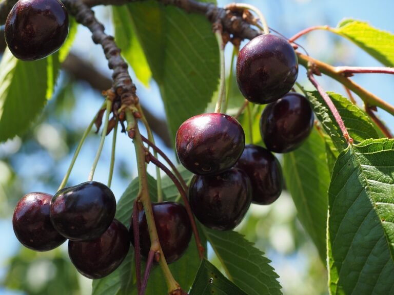 Black Cherry tree