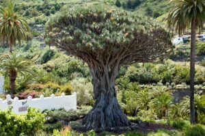 Dragon's Blood Tree