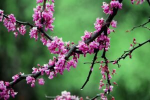 Eastern Redbud