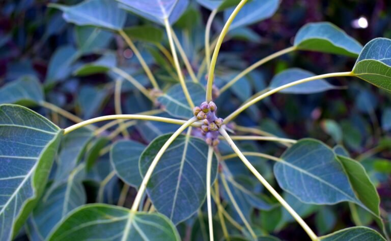 peepal tree